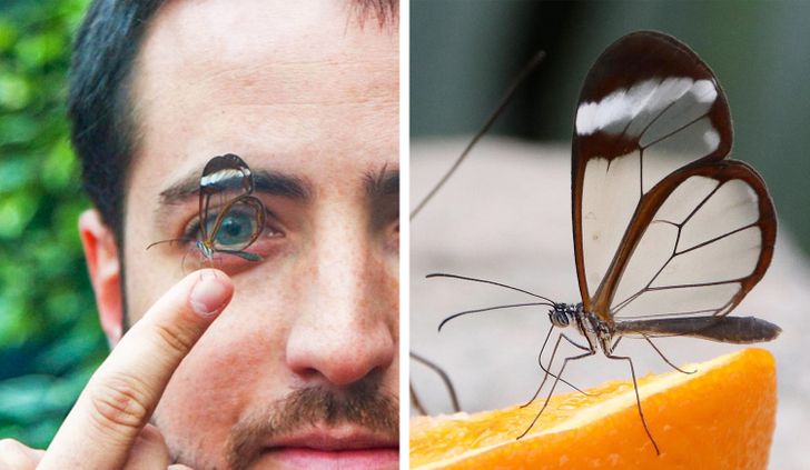 25 rare animals that seem to come from another world