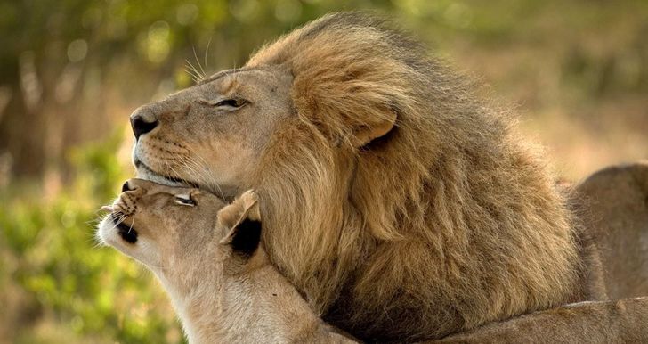 20 Animal Couples That Prove Love Does Exist