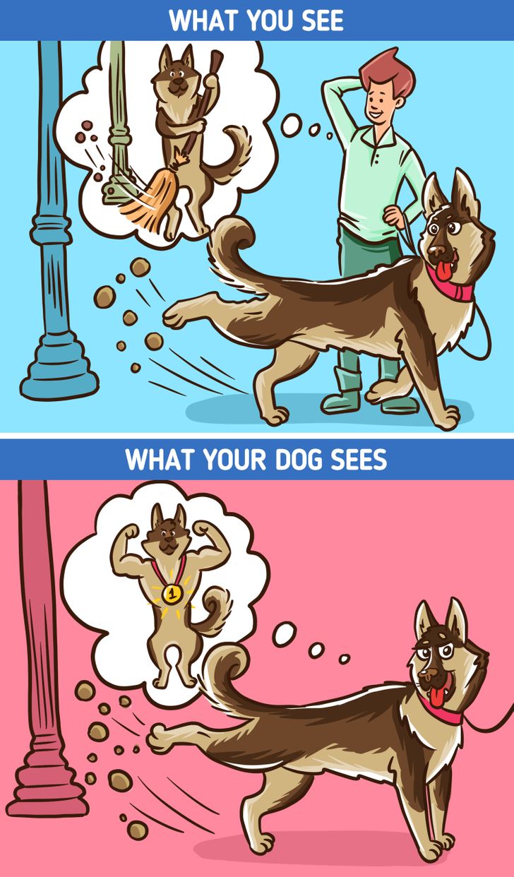12 Seemingly Weird Things Your Dog Does That Actually Have a Good Explanation