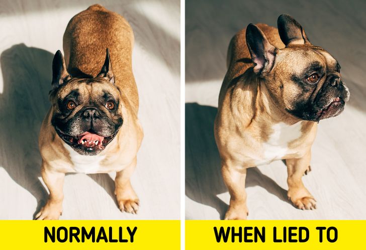 A Study Proves That Your Dog Can Tell When Someone Is Lying