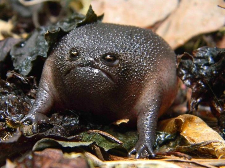 22 Animals That Look So Angry, They're Cute