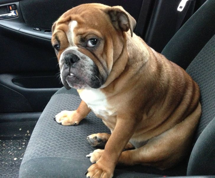 20 Pets Whose Middle Name Is “Drama”