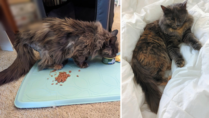 A ‘Ratty Old Lady’ Cat Who Became a Floofy Princess With Kitten Zoomies