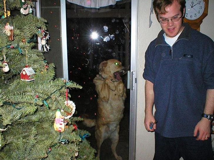 25 animals who are really, really eager to come inside