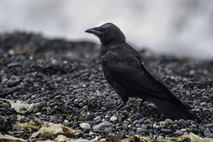 An American crow (Corvus brachyrhynchos)
