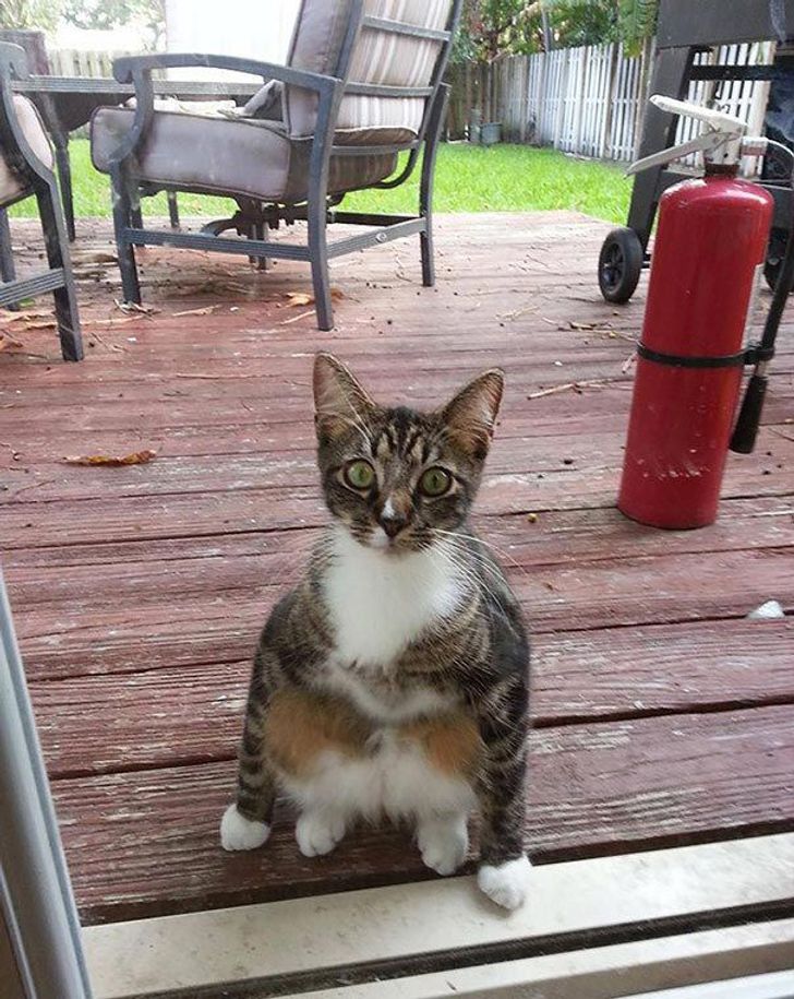 25 animals who are really, really eager to come inside