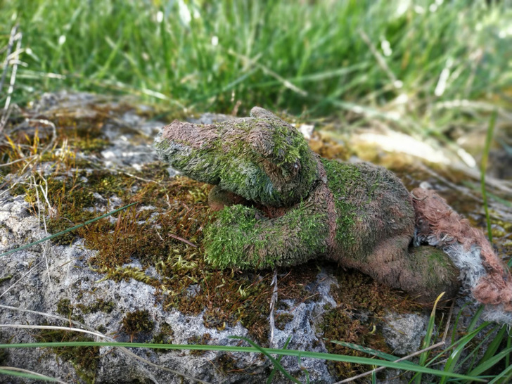 Dad Found the Teddy Bear That Had Been Lost in the Garden for 17 Years