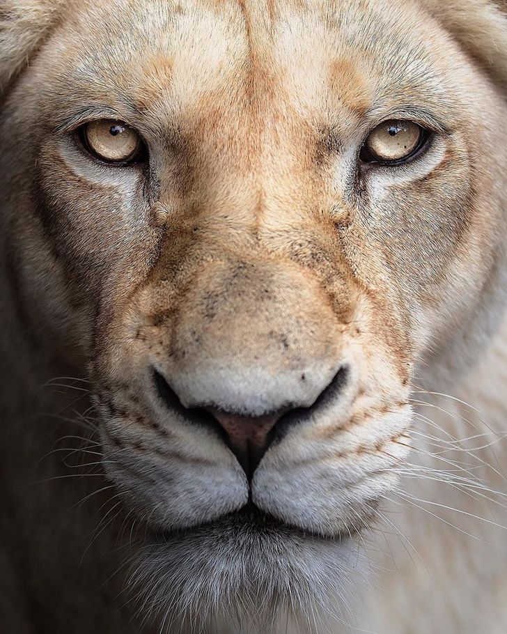 A Photographer Immortalizes the Beauty of a White Lion From Every Angle