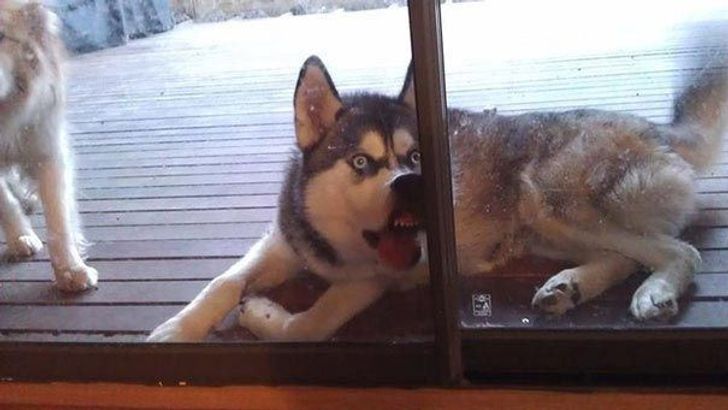 25 animals who are really, really eager to come inside