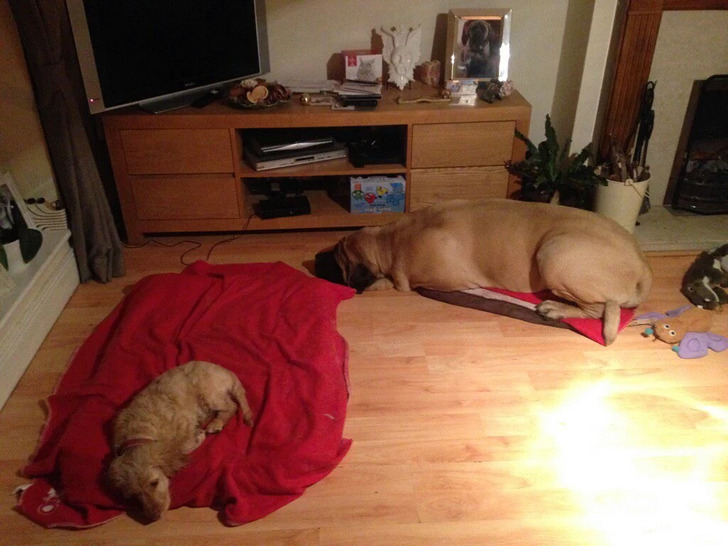 A Big Dog Bed, a Little Dog Bed and Who Ended Up Where