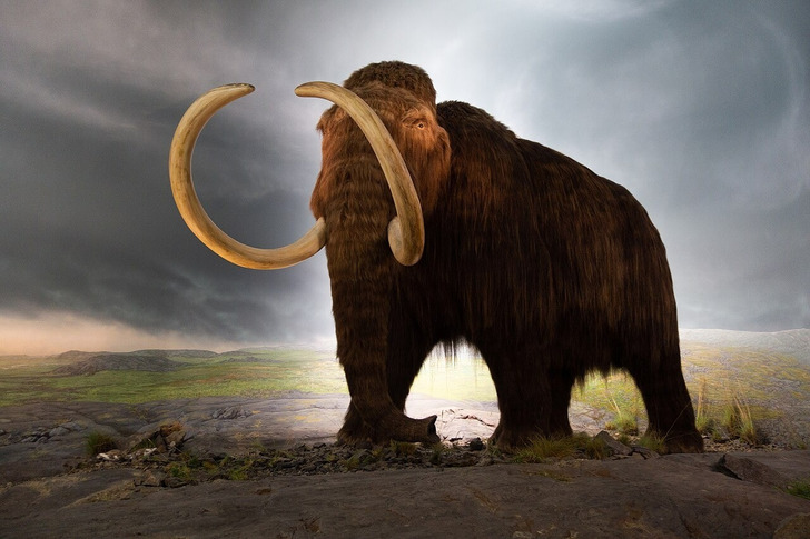 A woolly mammoth model at the Royal BC Museum, Victoria, Canada