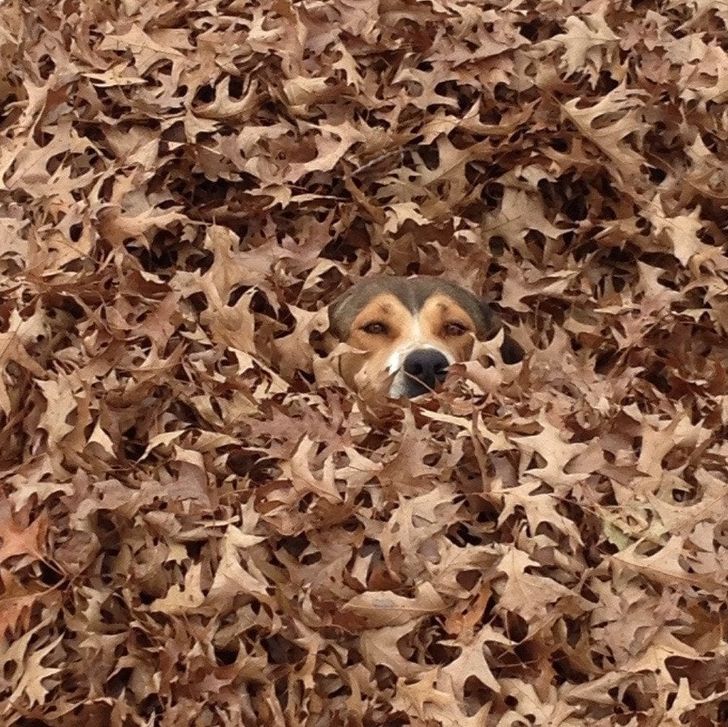 15+ Animals Who Tried but Didn’t Quite Master the Art of Camouflage
