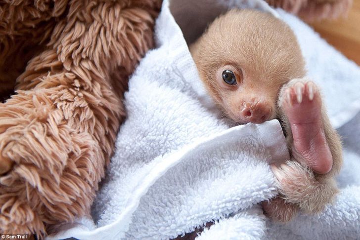 These Photos Of Orphaned Sloths Will Make You Feel Warm And Fuzzy Inside