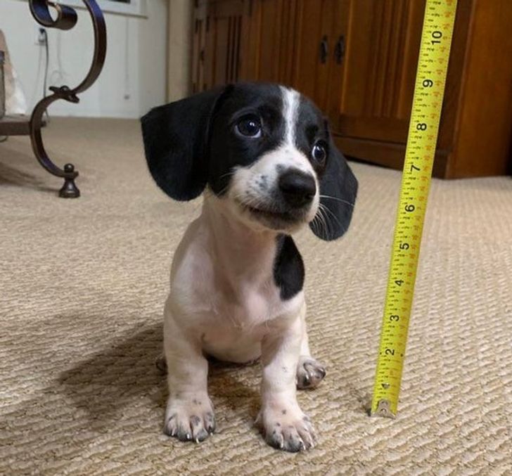 15 Baby Animals Who Are So Tiny, They Will Turn You Into a Caring Mommy in Seconds