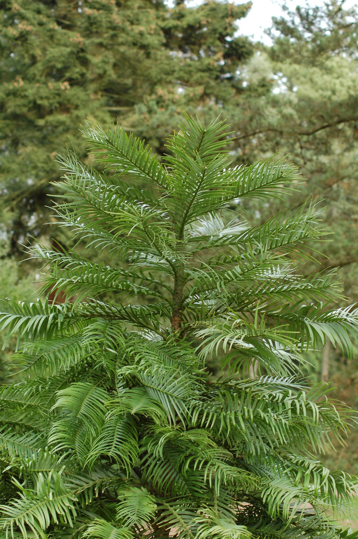 A Wollemi pine, 2008