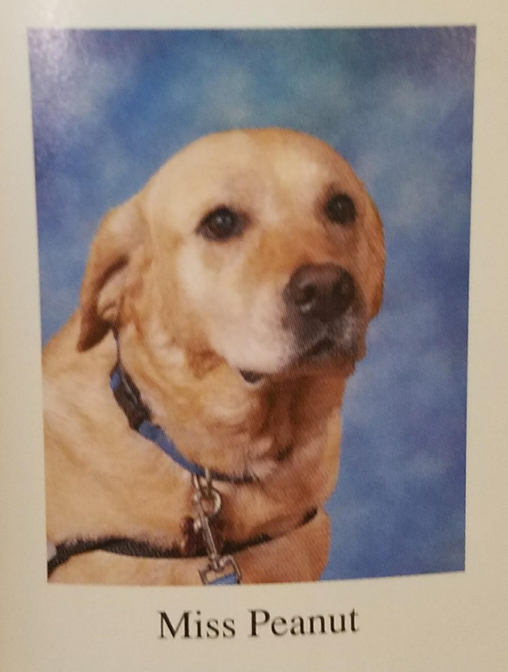 Miss Peanut, a School Therapy Dog With Her Own Yearbook Photo