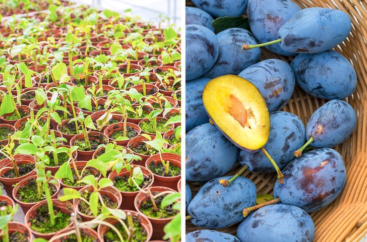 8 Fruit Trees You Can Grow From the Seeds and Pits of Your Own Fruit