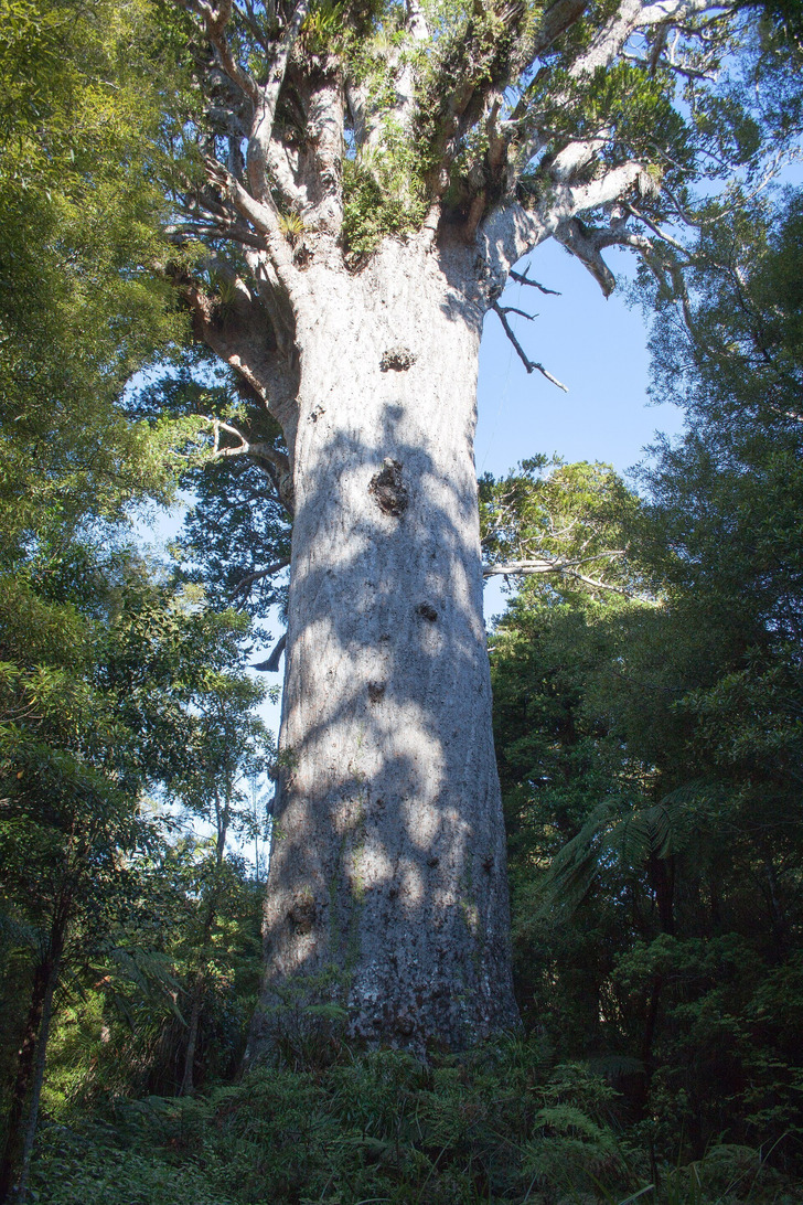 Tāne Mahuta, Waipoua Forest, New Zealand