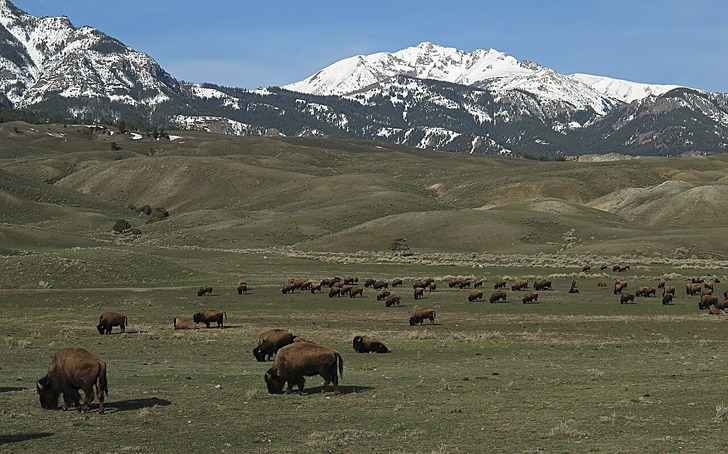 Bison near the North Entrance of Yellowstone, 2014