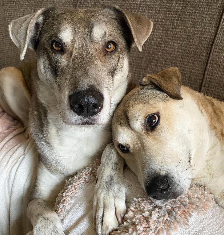 Two Dogs Adopted 3 Years Apart in Different Cities Who Turned Out to Be Siblings