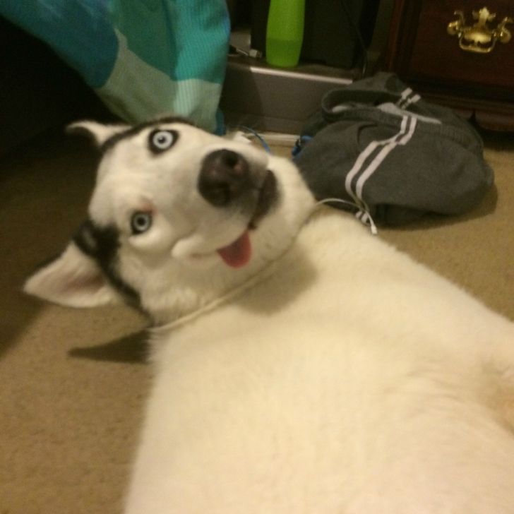 20+ Pictures Showing That Pets Can Completely Change Your Life