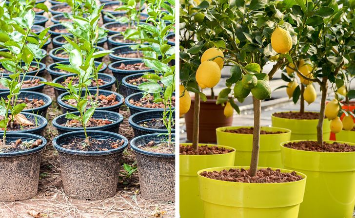 8 Fruit Trees You Can Grow From The Seeds And Pits Of Your Own Fruit