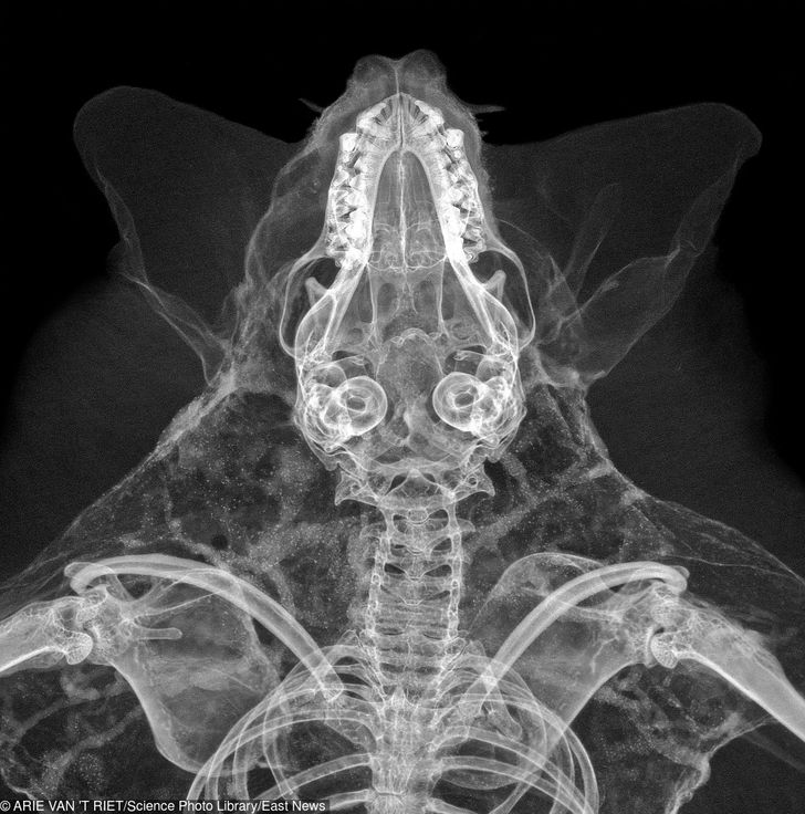 15 X-Ray Shots That Easily Uncover The World’s Deepest Secrets