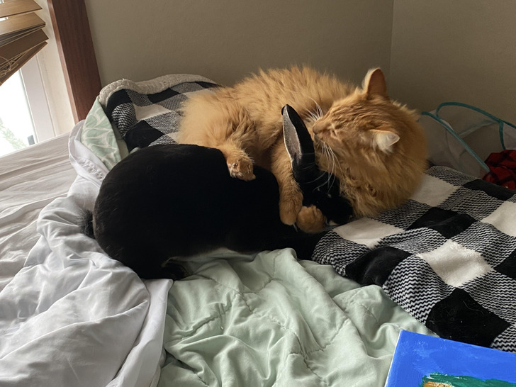 Buddy the Cat and Daisy the Rabbit, Who Likes to Be Near Flowers