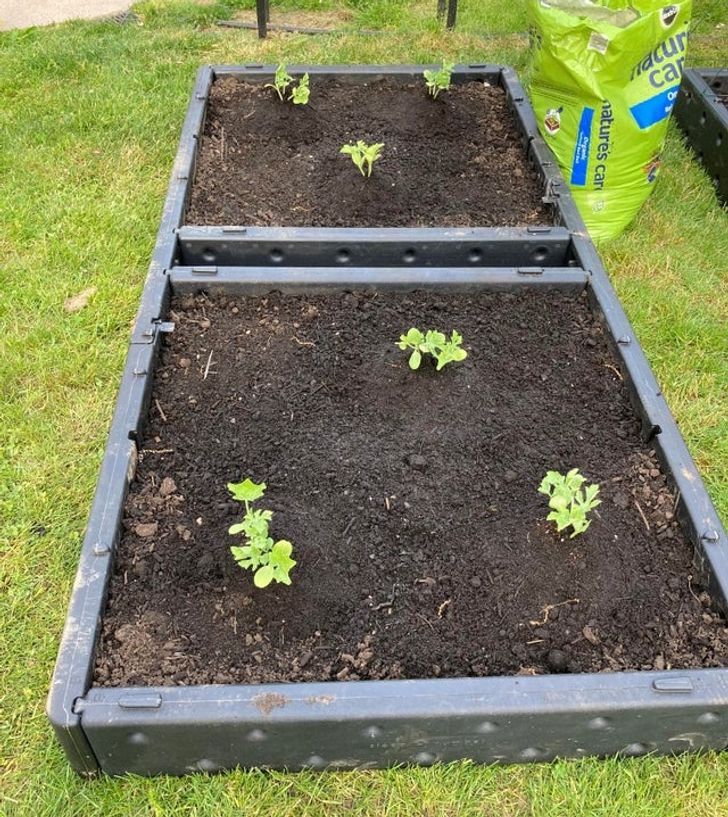 15+ Clever Gardening Tips That Can Save You Loads of Time and Money