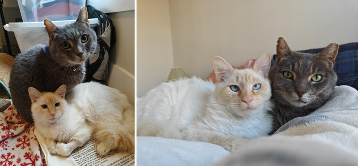 Two Foster Cats Adopters Kept Trying to Split Because They Wanted Only the ‘Pretty’ One