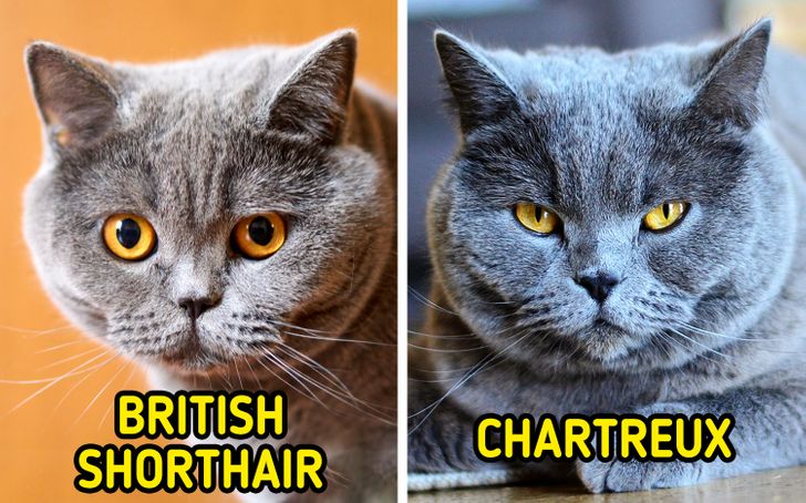 11 Pairs of Cat Breeds That Even an Avid Cat Person Might Confuse