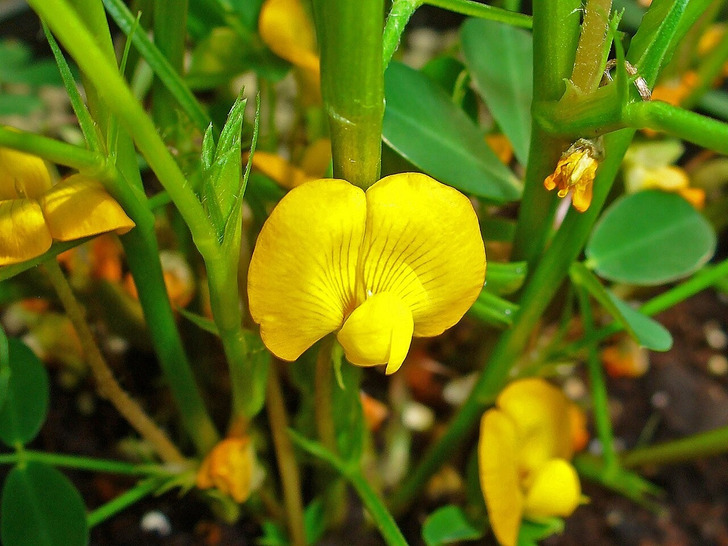 A peanut plant with pods (illustrative photo)