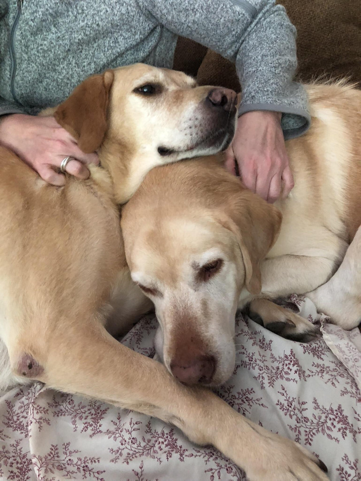 6-Year-Old Lab Littermates Who Weigh Over 100 Pounds Each and Refuse to Be Apart