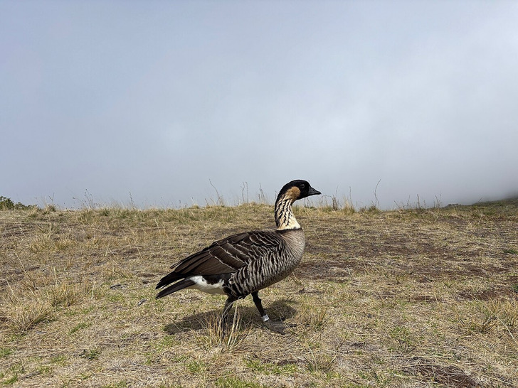 A nēnē at Haleakalā, Maui