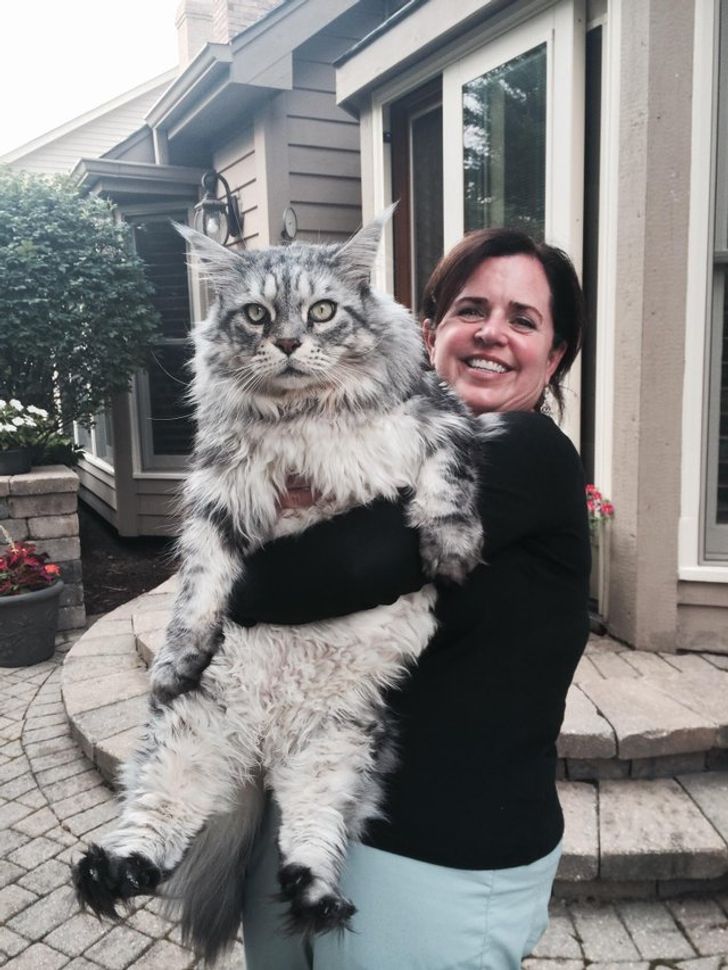 21 Majestic Maine Coon Cats That Will Show You Who&amp;#39;s the Boss / Bright Side