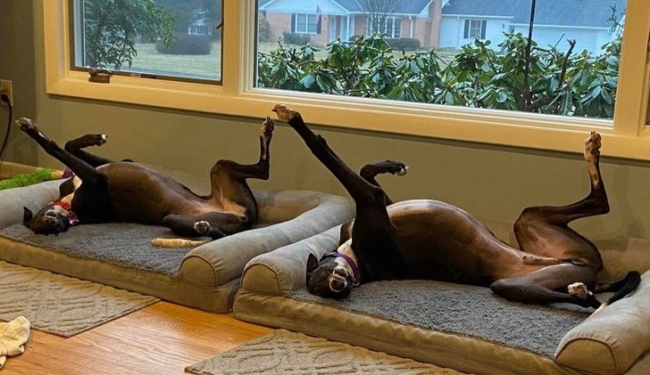 20+ Times People Said “I Think My Pet Is Broken”