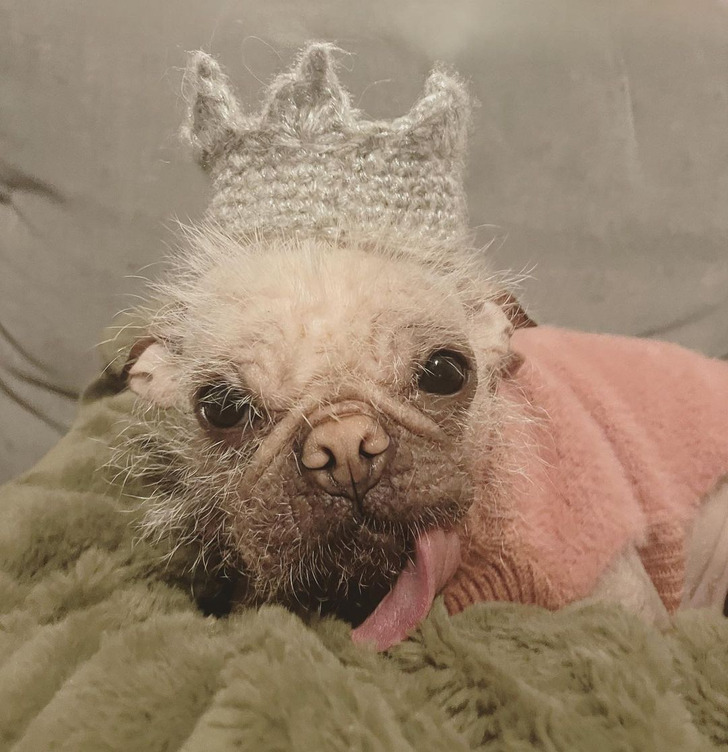 Meet Peggy, the Dog Who Was Crowned UK’s Most Unattractive Pooch, but We Think She’s a Cutie