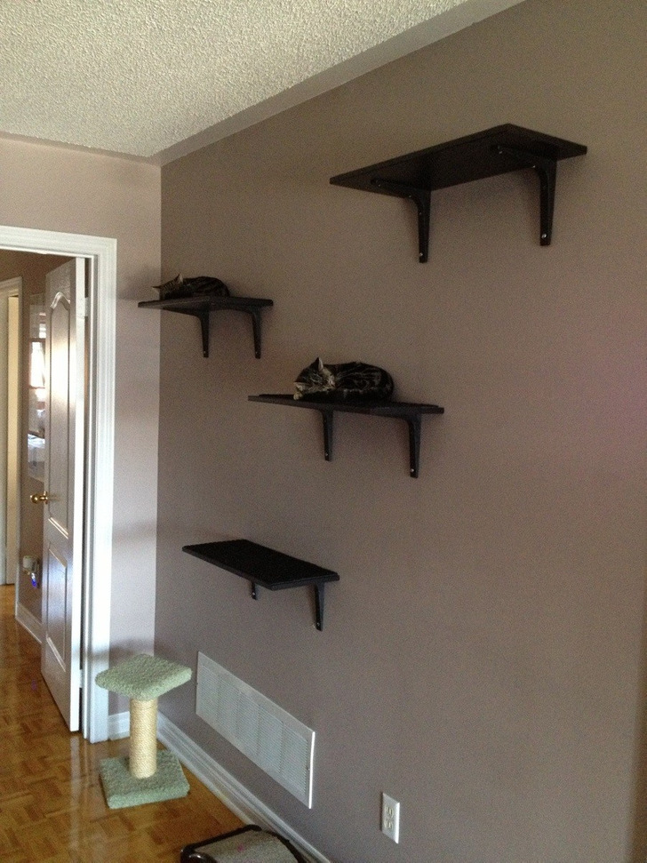 A Cat Wall for Two Kittens, and Both of Them on One Shelf