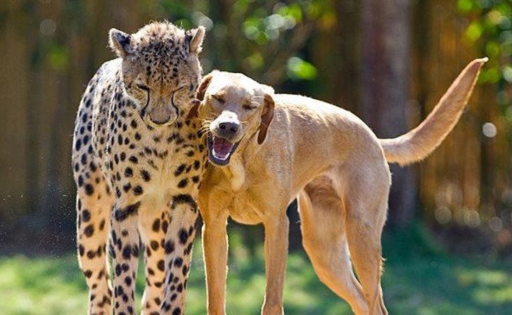 เสือชีตาห์และสุนัขที่เติบโตมาด้วยกัน