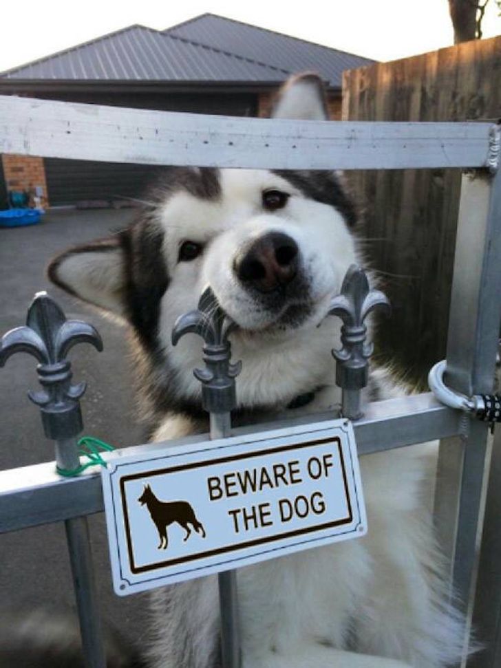 15+ Funny “Beware of the Dog” Signs and the Very Dangerous Dogs Behind Them