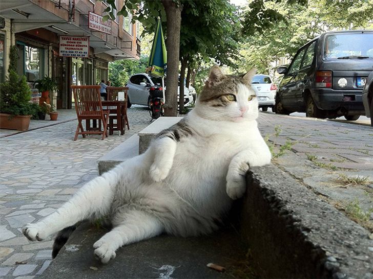 19 Animals Who've Mastered the Art of Sitting
