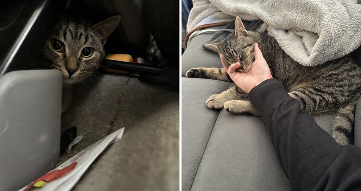 A Cat Who Waited 7 Years in a Shelter Cage While Everyone Picked the Kittens