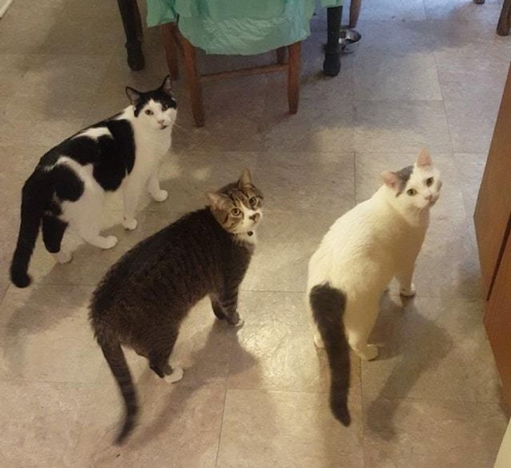 Tabby cats looking concerned after being found