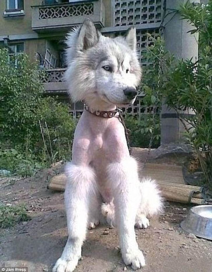 Haircuts for hot sale huskies