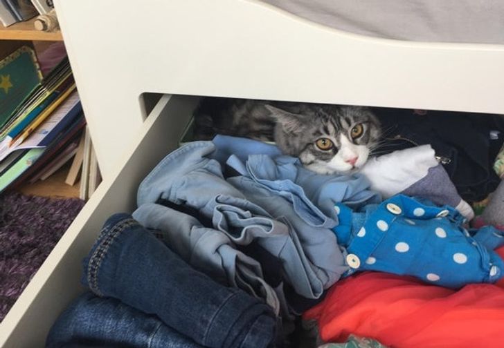 20+ Cats That Found the Perfect Place to Chill, and You Couldn’t Convince Them Otherwise