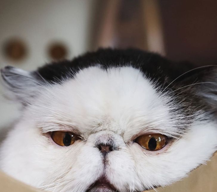 Meet Zuu, a Cat Whose Fed Up Face Is So Relatable It Hurts (20 Pics ...