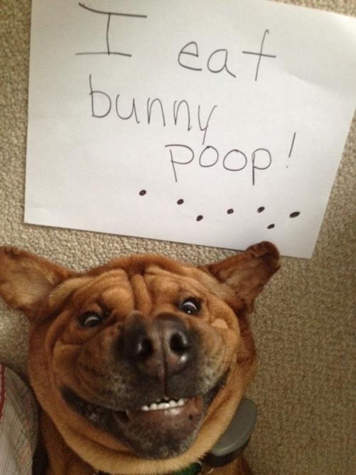 25+ Photos Showing How Naughty Cats and Dogs Confess Their Crimes