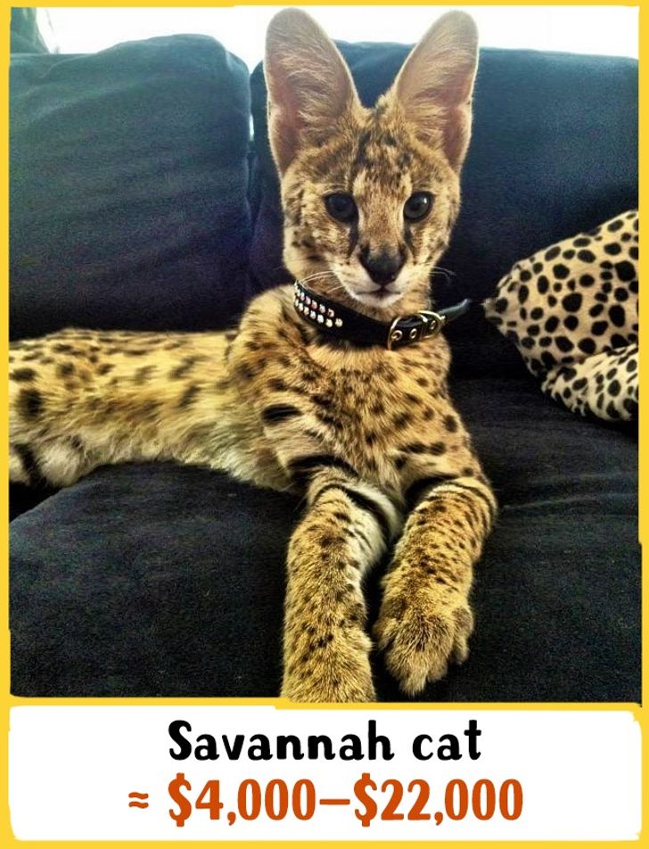 savannah cat prices