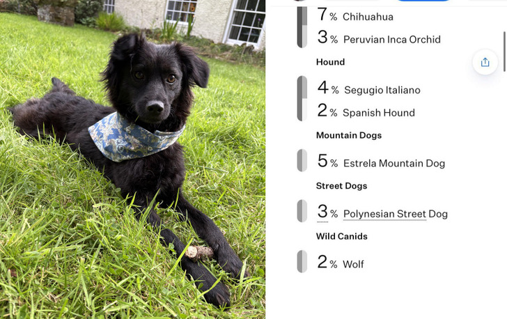 A Rescue Mutt From Croatia With 24 Breeds, Including 2% Wolf