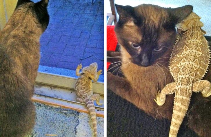 20+ Animals Who Crashed the System Like They Were Neo From “The Matrix”